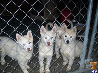 Wolf Dog Puppies for Sale
